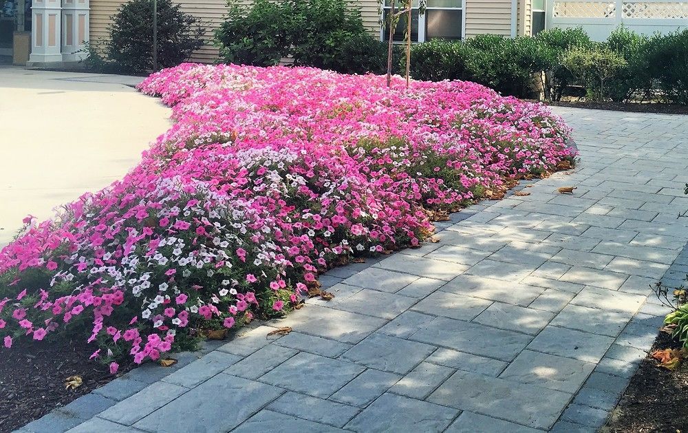 Vacation Village In The Berkshires Hancock Exteriör bild Petunia x hybrida